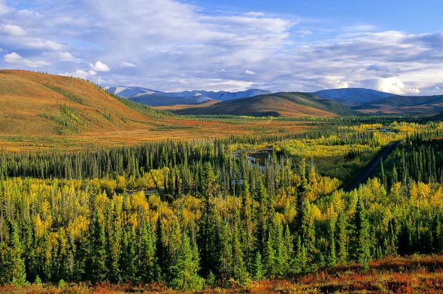 Florestas ajudam a resolver a crise climática